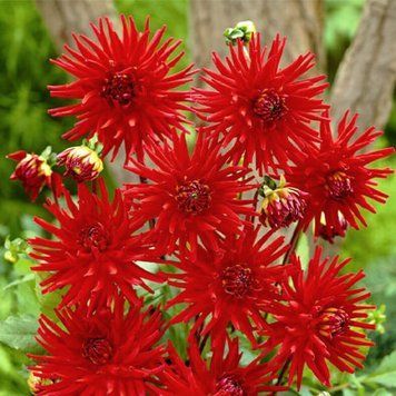 Жоржина низькоросла кактусоподібна Red Pygmy 30610 фото