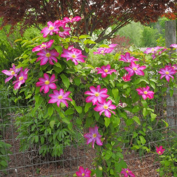 Клематіс Kakio (Pink Champagne) 31149 фото