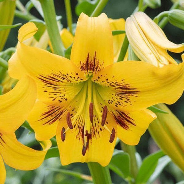 Лилия Азиатская тигровая Yellow Bruse 18/20 32154 фото