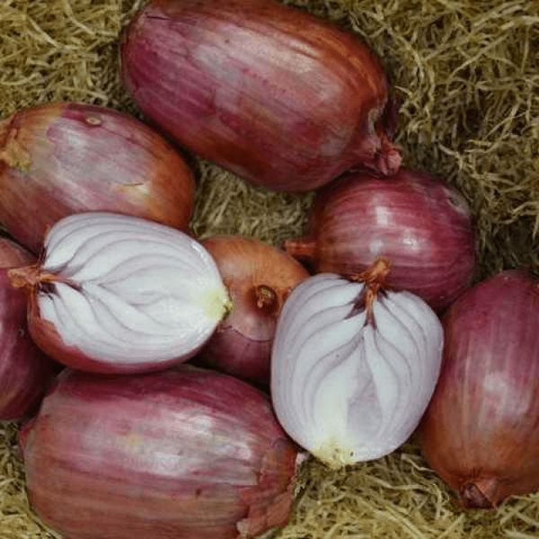 Насіння Цибуля Ріпчаста Рамата ді Мілано 300 шт., СМ 30533 фото