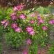 Клематіс Kakio (Pink Champagne) 31149 фото 2