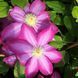 Клематіс Kakio (Pink Champagne) 31149 фото 3