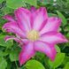 Клематіс Kakio (Pink Champagne) 31149 фото 1