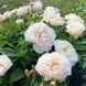Півонія Blushing Princess 3/5 32585 фото 3