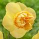 Нарцисс махровый Art Perfume 12/14 10240 фото 1