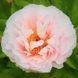 Півонія Blushing Princess 3/5 32585 фото 1