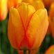 Тюльпан Дарвіна Blushing Apeldoorn 12+ 31323 фото 1