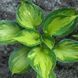 Хоста Colored Hulk 11829 фото 2
