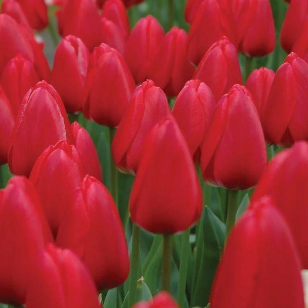 Тюльпан Дарвіна Cherry Delight 12+ 10305 фото