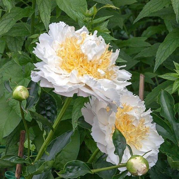 Пион Cheddar Cheese 3/5 30203 фото