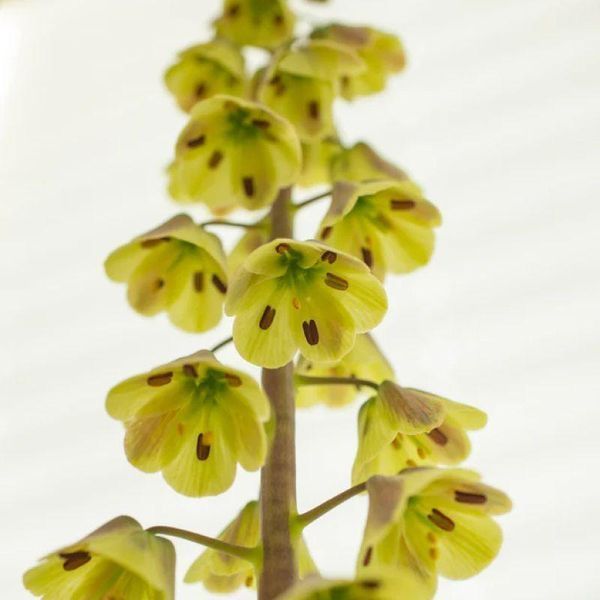 Фрітіларія Персіка Magic Bells 20+ 31555 фото