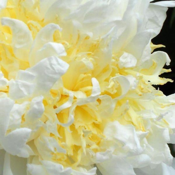 Пион Cheddar Cheese 3/5 30203 фото