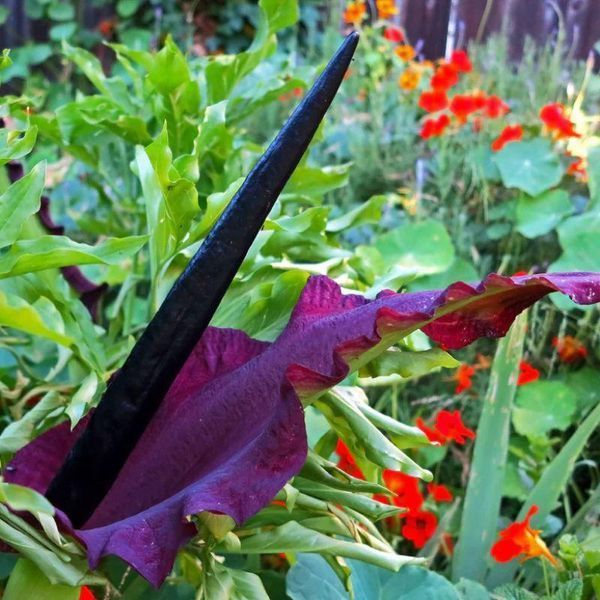 Арум Dracunculus Vulgaris 31495 фото