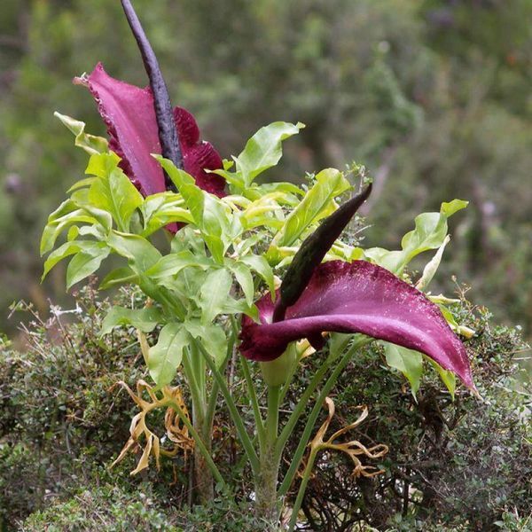 Арум Dracunculus Vulgaris 31495 фото