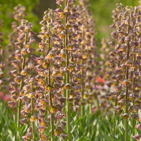 Фрітіларія Персіка Magic Bells 20+ 31555 фото