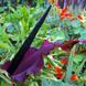 Арум Dracunculus Vulgaris 31495 фото 2