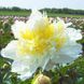 Пион Cheddar Cheese 3/5 30203 фото 1