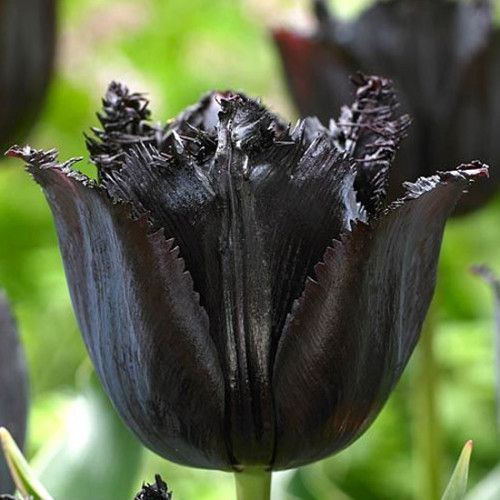 Тюльпан бахромчатый Fringed Black 12+ 20888 фото