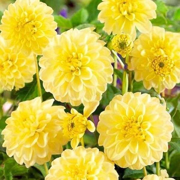 Жоржина декоративна Yellow Heaven 32266 фото