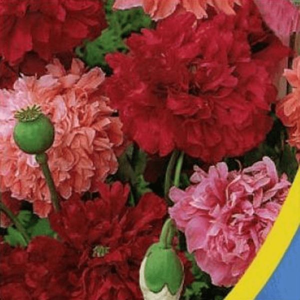 Насіння Квіти Мак Махровий суміш 0,2 г Насіння України 31018 фото