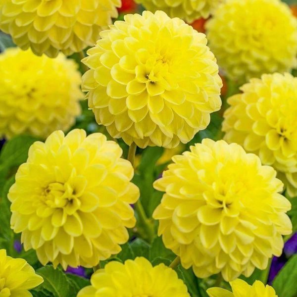 Жоржина декоративна Yellow Heaven 32266 фото