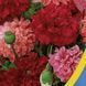 Насіння Квіти Мак Махровий суміш 0,2 г Насіння України 31018 фото 3