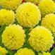 Жоржина декоративна Yellow Heaven 32266 фото 2