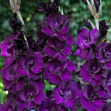 Гладіолус Deep Purple 3 шт 32475 фото