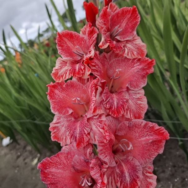 Гладіолус Strawberry Swirl (Vabene) 3 шт 12585 фото
