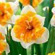 Нарцисс сплит-корона Orangery 12/14 20900 фото 1