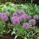 Аллиум декоративный Powder Puff 12/+ 12914 фото 3