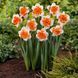 Нарцисс сплит-корона Orangery 12/14 20900 фото 2