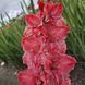 Гладіолус Strawberry Swirl (Vabene) 3 шт 12585 фото 2