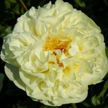 Півонія Lemon Chiffon 2/3 13048 фото