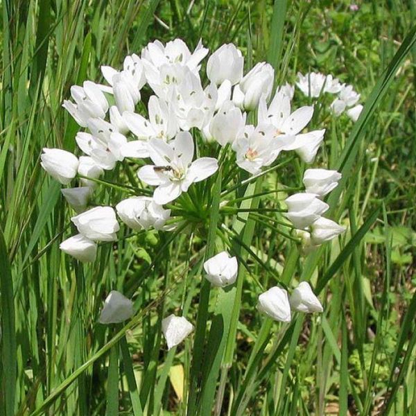 Аллиум декоративный Neapolitanum 5/+ 31596 фото