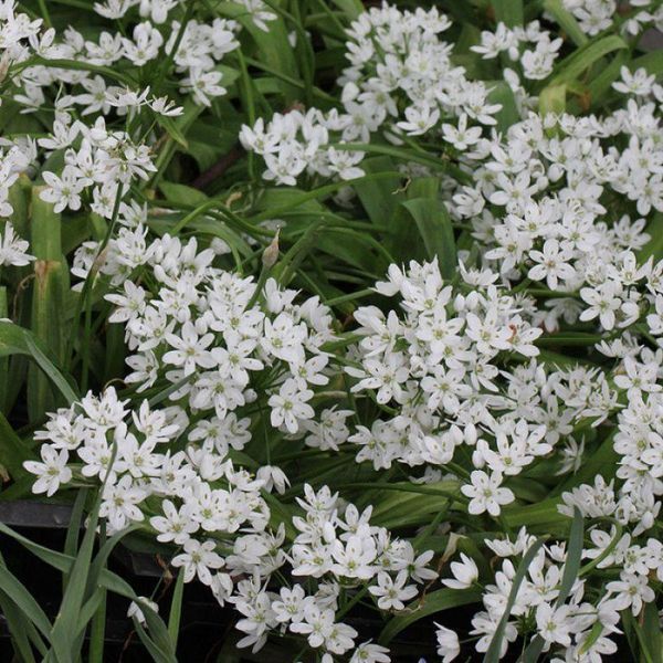 Аллиум декоративный Neapolitanum 5/+ 31596 фото