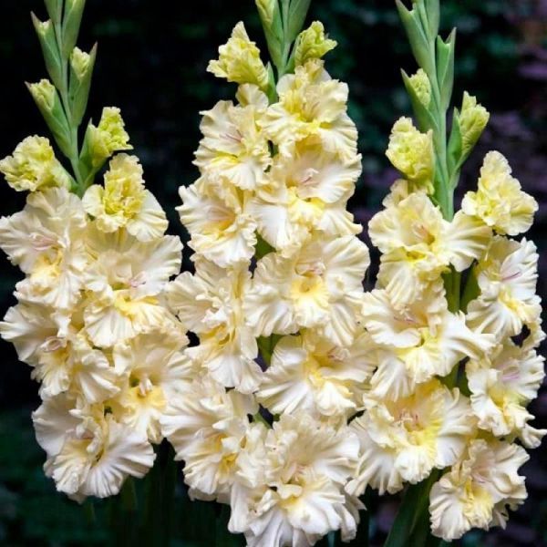 Гладіолус Sweet Crystal 3 шт 12587 фото