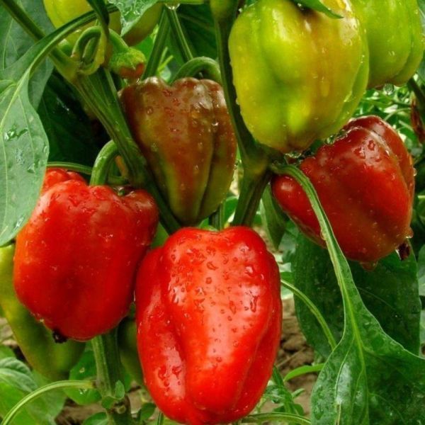 Насіння Перець солодкий Вероніка 0,25 г Насіння України 10623 фото