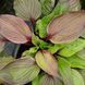 Хоста First Blush 31084 фото 4