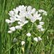 Аллиум декоративный Neapolitanum 5/+ 31596 фото 2