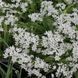 Аллиум декоративный Neapolitanum 5/+ 31596 фото 3