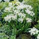 Аллиум декоративный Neapolitanum 5/+ 31596 фото 1
