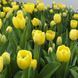 Тюльпан Дарвіна Golden Apeldoorn 12+ 31326 фото 2