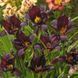 Лилейник Black Emanuelle 12642 фото 2