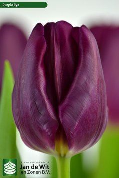 Тюльпан тріумф Purple Eye 12+ 12076 фото