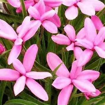 Родогипоксис Tetra Pink 30590 фото