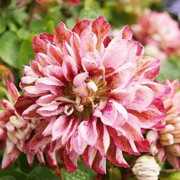 Клематис Pink Passion 31156 фото