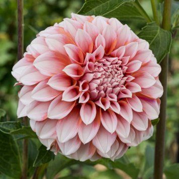 Жоржина декоративна Peaches and Cream 10955 фото