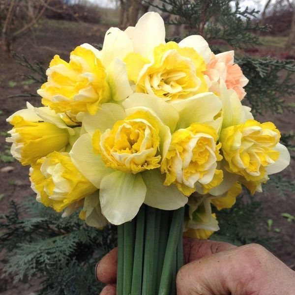 Нарцис махровий Wave 12/14 31476 фото
