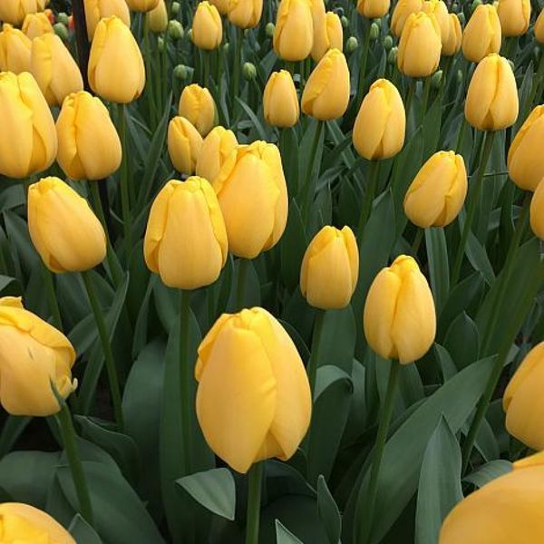 Тюльпан Дарвіна Golden Parade 12+ 20923 фото